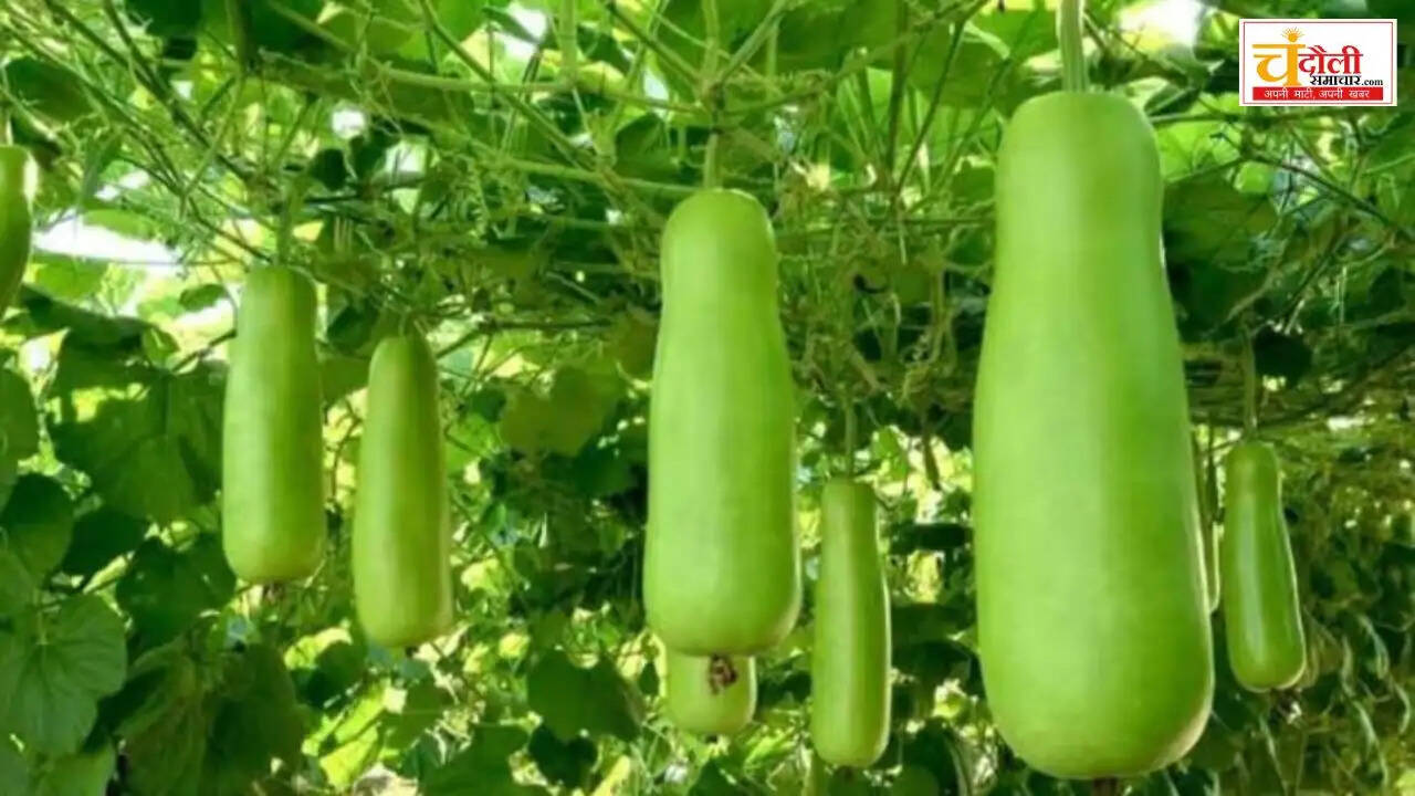 vegetable-gumosis-disease-prevention-tips-farmers