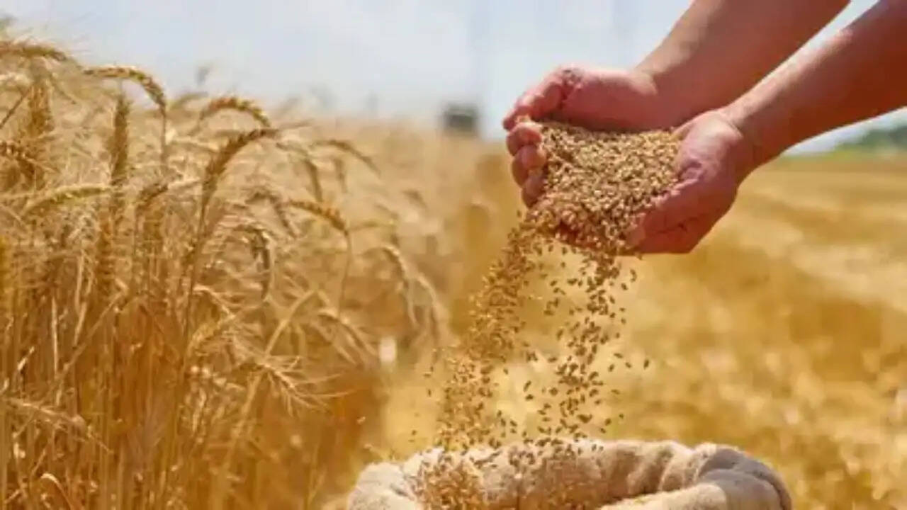 chandauli-wheat-procurement-report-33-percent-target-achieved