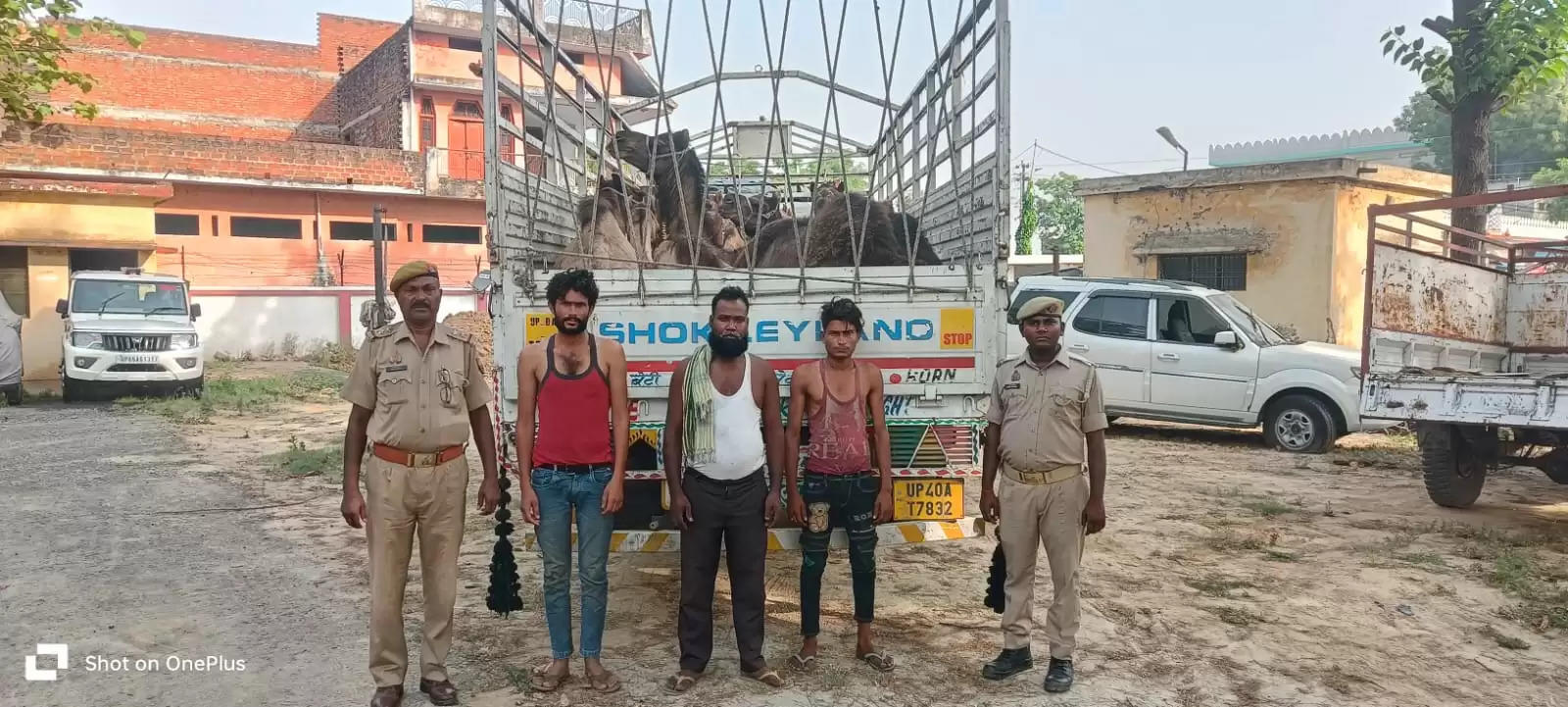 15 camels recovered 3 pashu taskars arrested 
