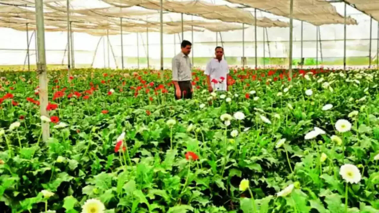 Chandauli vegetable cultivation subsidy 2026 Integrated Horticulture Development Mission UP Farmer grant for tomato bottle gourd Horticulture department Chandauli news