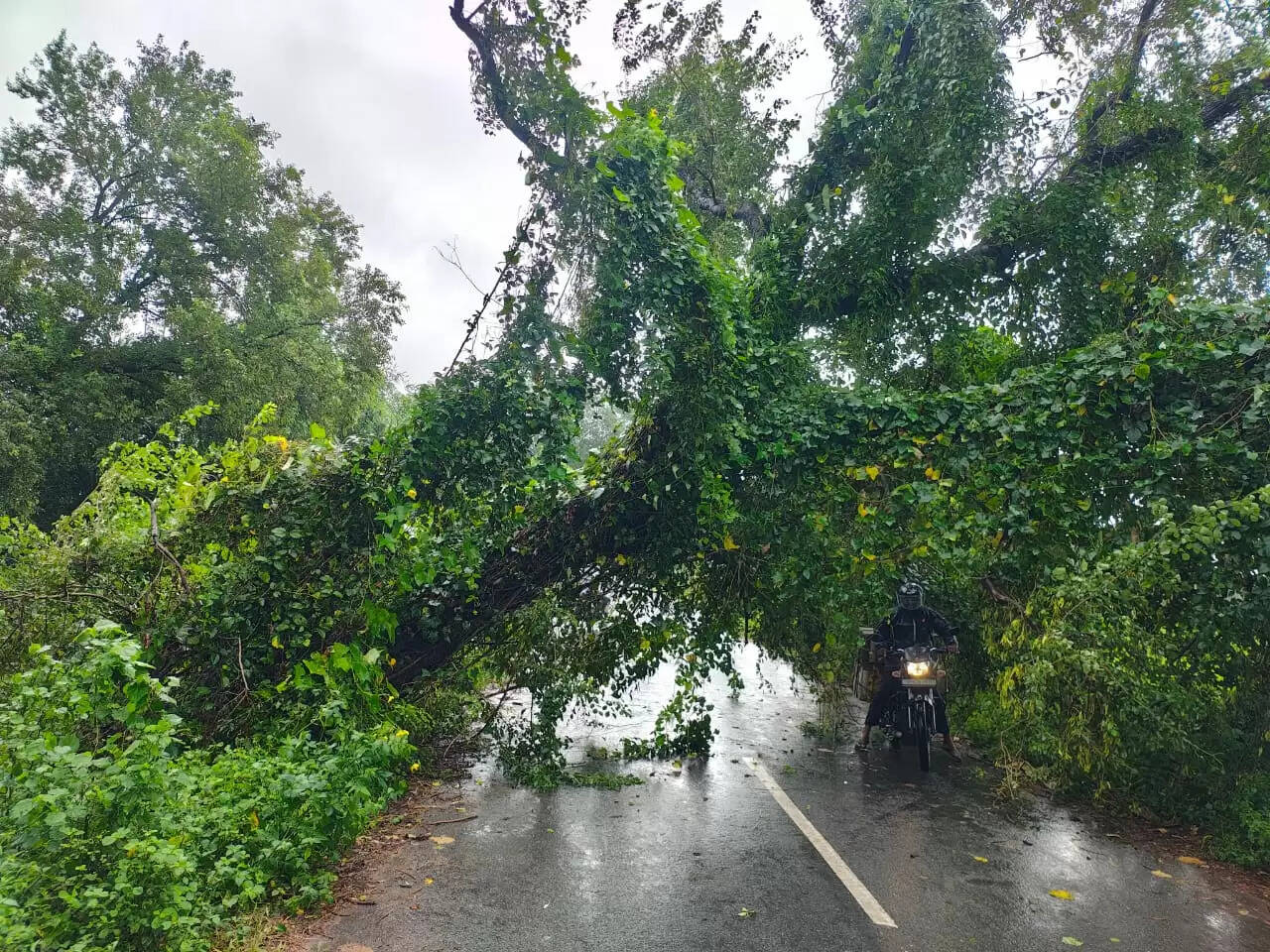 rosewood tree fallen