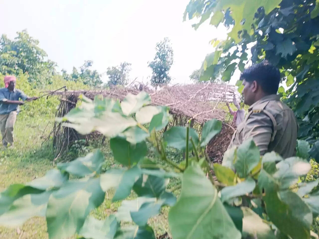 Forest department action