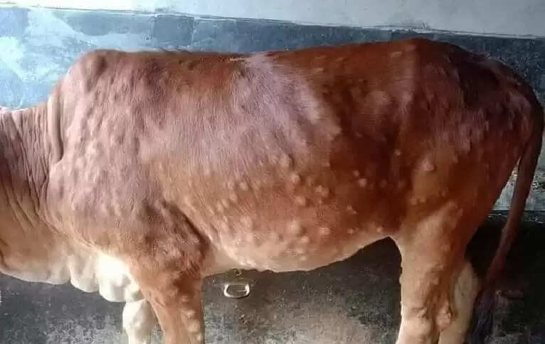 Lumpy disease 