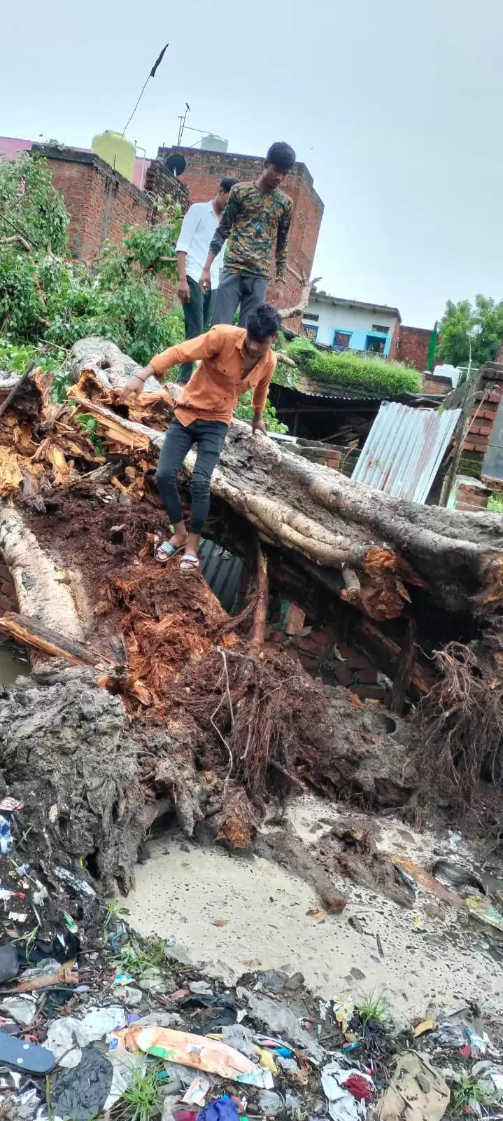 peepal tree