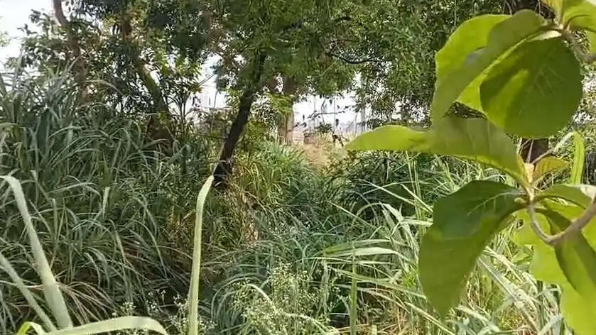 kisan vikas manch