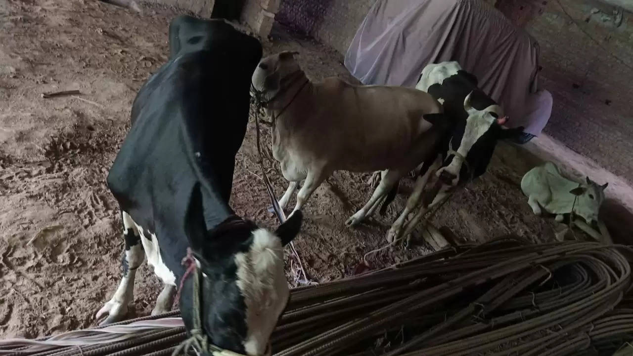 Baburi Police Recovered Animals From Pashu Taskars