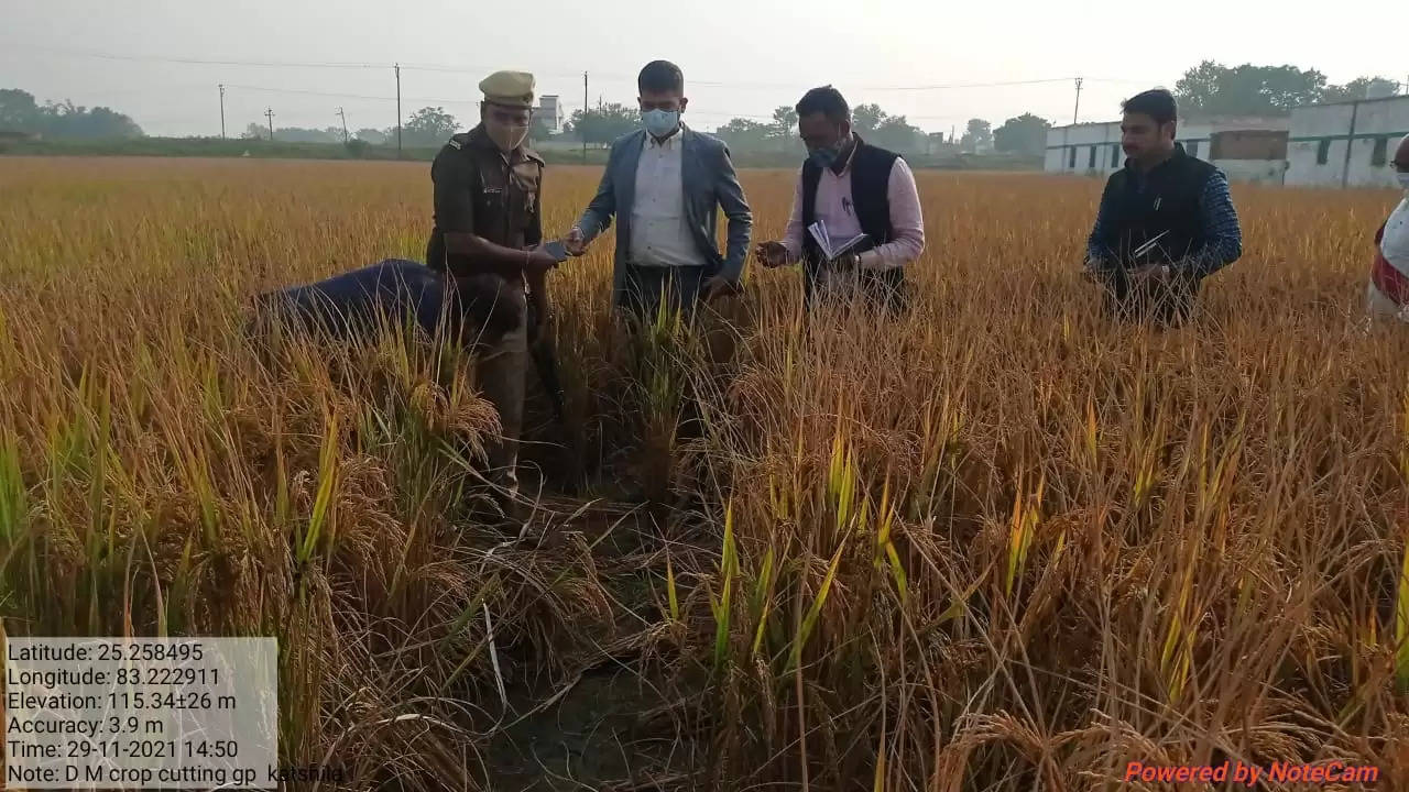 Crop cutting in katsila village,