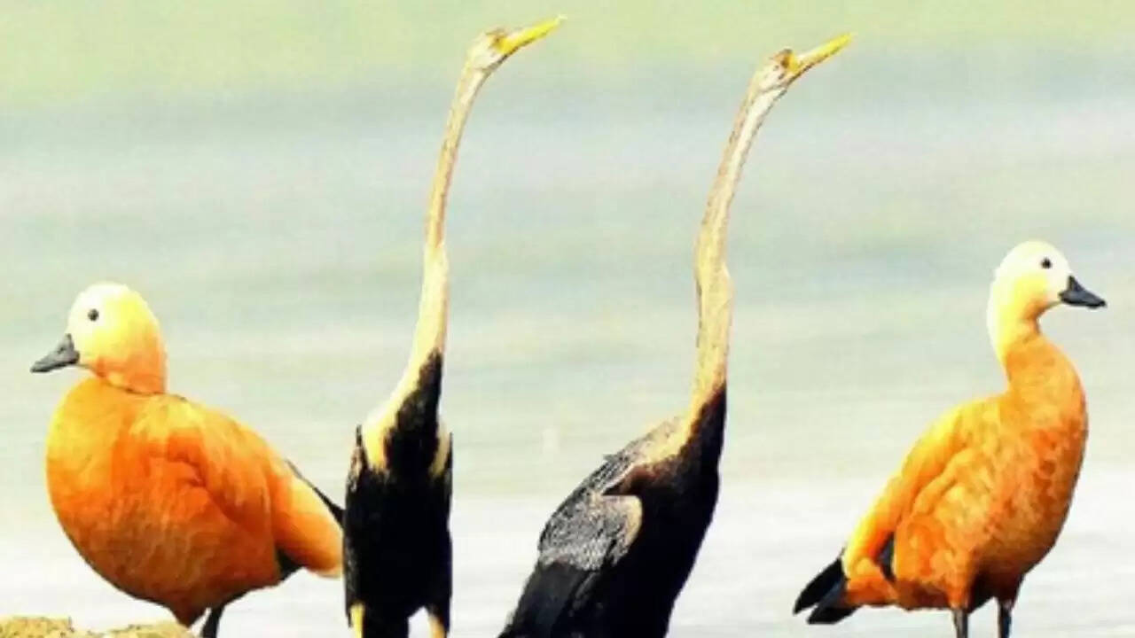 Chandauli news Chandraprabha dam birds, Chandauli khabar Naugarh tourism update, 