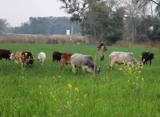 Animals Catching Team in Village 