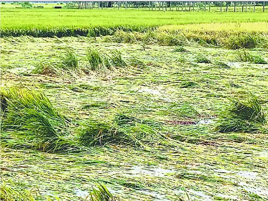 Raining in Chandauli