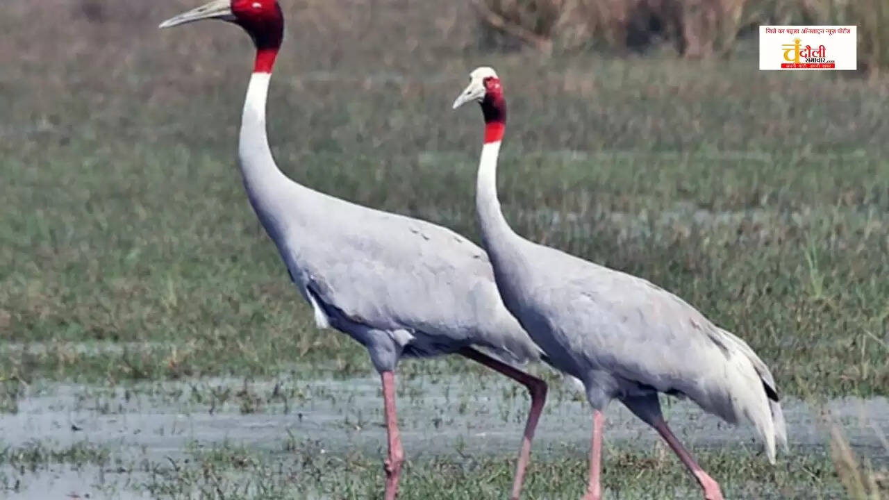 Chandraprabha Wildlife Sanctuary News, Saras Crane Extinction Naugadh, Ecosystem Indicator Bird Loss