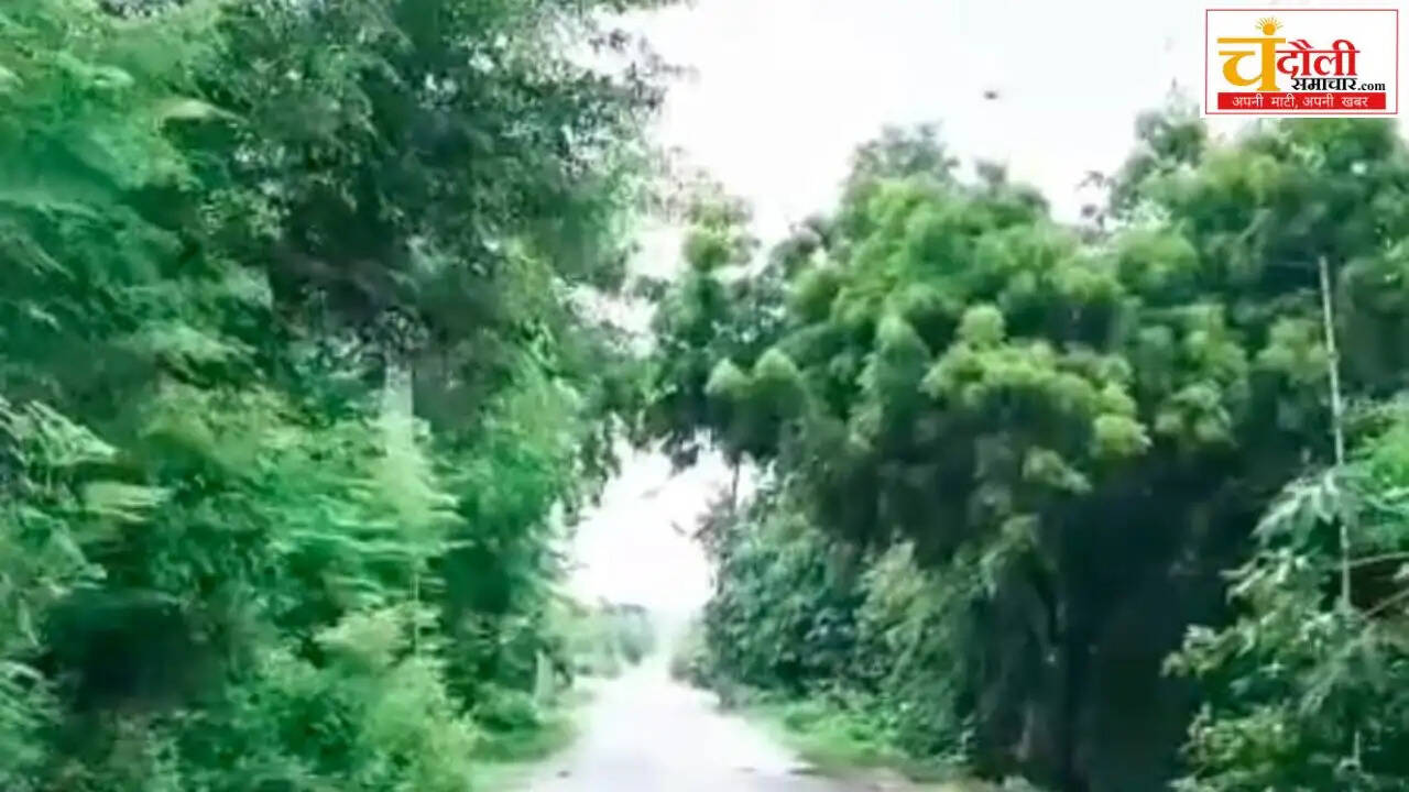 chandauli-canal-bushes-hazard-dm-office-high-voltage-wire