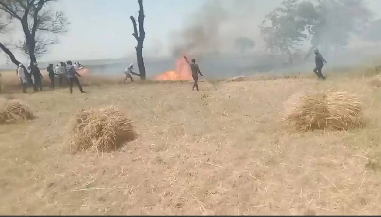 wheat crop burnt 