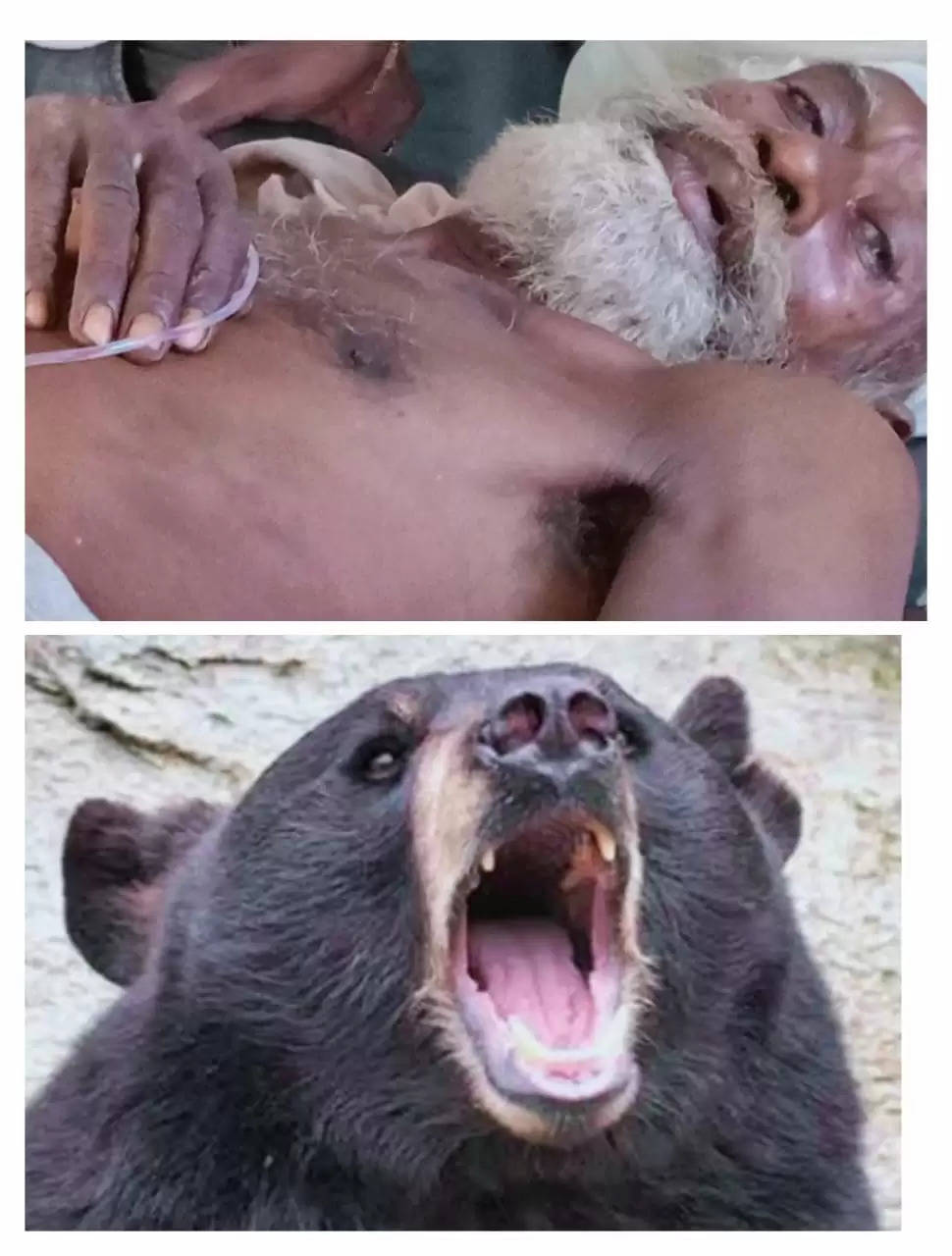 wild bear attack