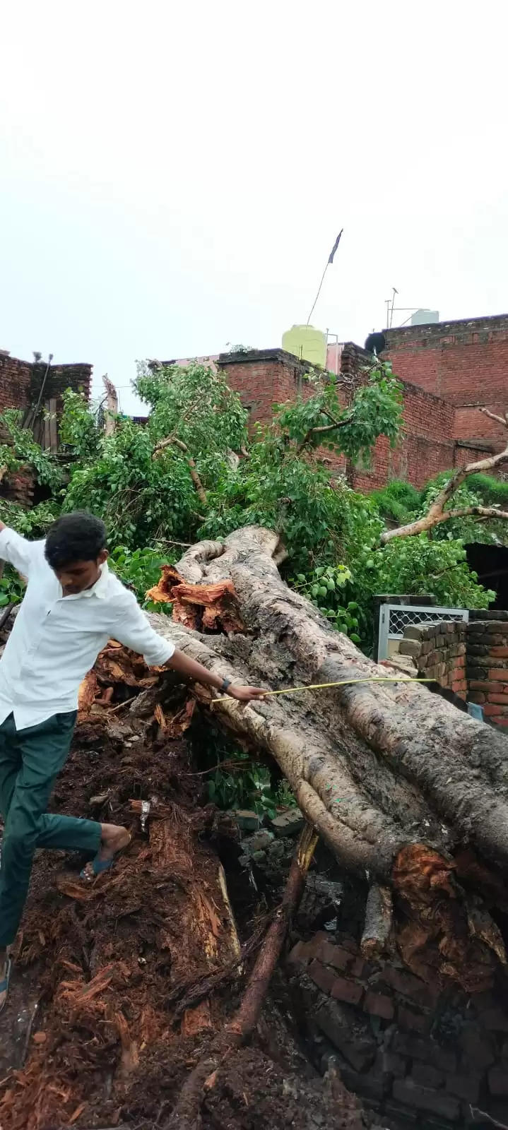 peepal tree